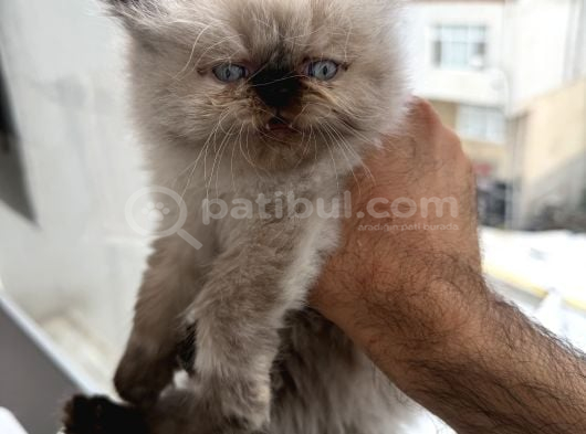 Perisan orjinal iran kedisi