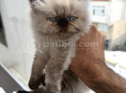 Perisan Orjinal Iran Kedisi görsel