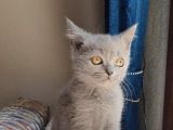 Uygun Veri̇cem Orji̇nal Bri̇ti̇sh