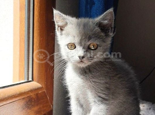 Uygun Veri̇cem Orji̇nal Bri̇ti̇sh görsel