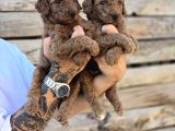 Dev Poodle Yavrular