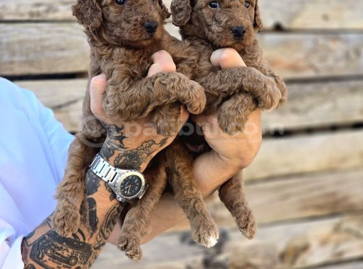 Dev Poodle Yavrular görsel