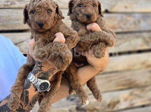 Dev Poodle Yavrular