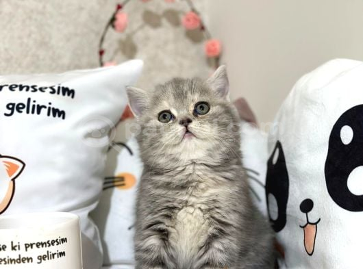 Safkan Silver Tabyy Yavrumuz görsel