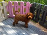 Dişi Maltipoo-5 Aylık -Çipli- Tüm Aşıları Tam