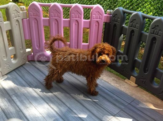 Dişi Maltipoo-5 Aylık -Çipli- Tüm Aşıları Tam görsel