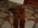 Dişi Maltipoo-5 Aylık -Çipli- Tüm Aşıları Tam
