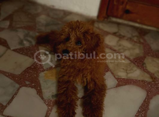 Dişi Maltipoo-5 Aylık -Çipli- Tüm Aşıları Tam