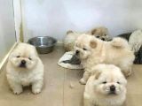Hari̇ka Chow Chow Yavrulari̇miz