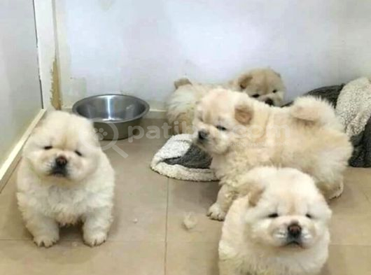 Hari̇ka Chow Chow Yavrulari̇miz görsel