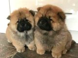Hari̇ka Chow Chow Yavrulari̇miz