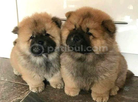 Hari̇ka Chow Chow Yavrulari̇miz görsel