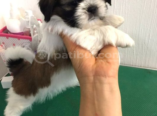 Shi̇h Tzu Bebekleri̇mi̇z görsel