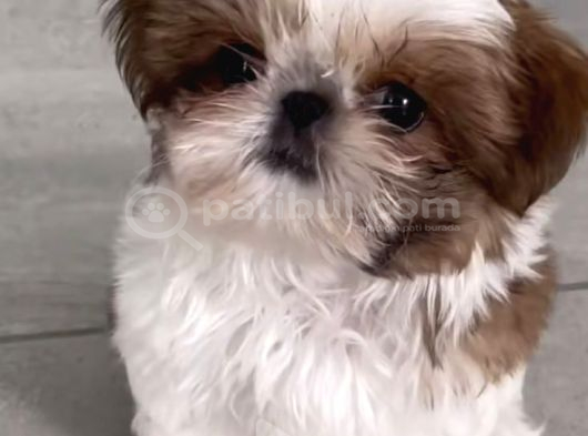 Shi̇h Tzu Bebekleri̇mi̇z görsel