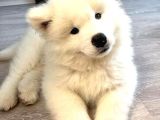 Samoyed Yavrularimiz