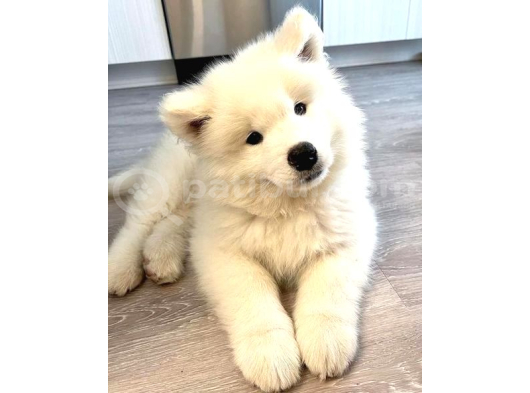 Samoyed Yavrularimiz görsel