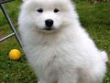 Samoyed Yavrularimiz