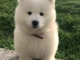 Samoyed Yavrularimiz