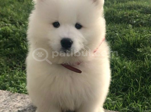 Samoyed Yavrularimiz görsel