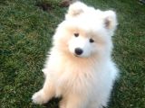 SaMOYED YAVRULARIMIZ