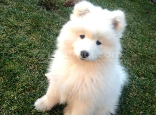 Samoyed Yavrularimiz