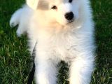 Samoyed Yavrularimiz