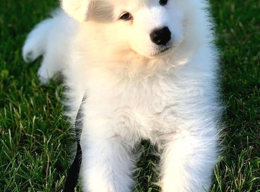 Samoyed Yavrularimiz görsel
