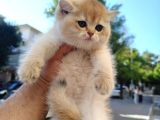 Ayi Surat Golden Altin Bi̇ri̇tsh Safkan