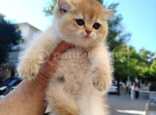 Ayi Surat Golden Altin Bi̇ri̇tsh Safkan görsel