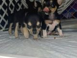 Teacup Tri̇color Şi̇vava Yavrulari