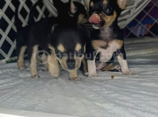 Teacup Tri̇color Şi̇vava Yavrulari görsel