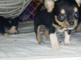 Teacup Tri̇color Şi̇vava Yavrulari