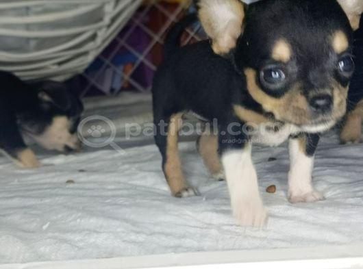 Teacup Tri̇color Şi̇vava Yavrulari görsel
