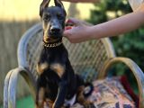 Siyah Ve Kızıl Üst Sınıf Doberman Yavrular