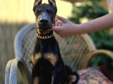 Siyah Ve Kızıl Üst Sınıf Doberman Yavrular