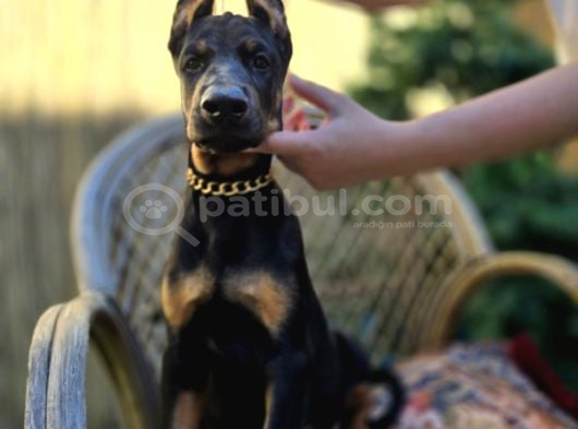 Siyah ve kızıl üst sınıf doberman yavrular