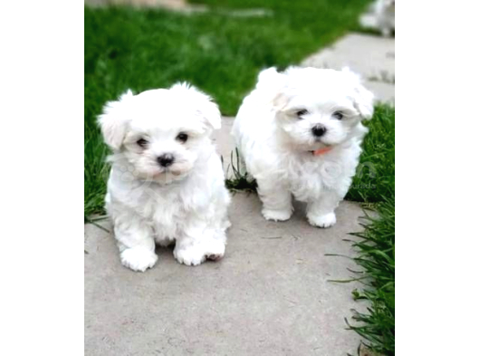 Topaç Gibi Maltese Bebeklerimiz görsel