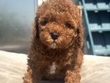 Mi̇ni̇ Boy Red Toy Poodle Kizimiz