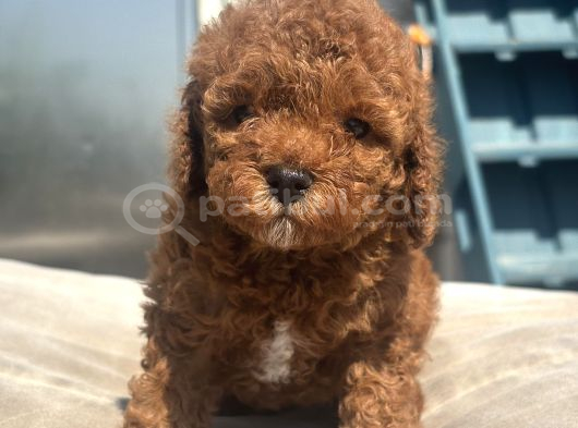 Mi̇ni̇ Boy Red Toy Poodle Kizimiz