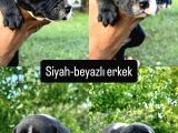 Fci Kif A Class Şecere Belgeli̇ Show Kali̇te