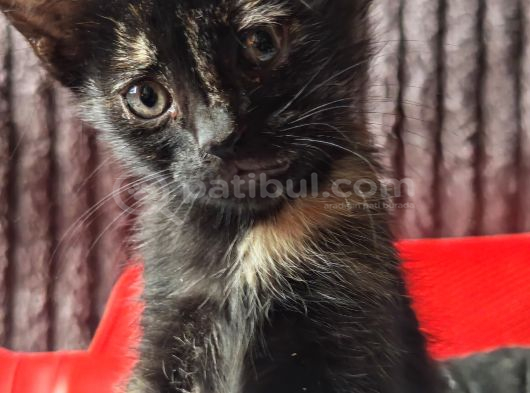 Sıcakkanlı Ve Insancıl Bebek Kediler görsel
