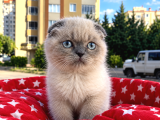 Scottish Fold Yavru