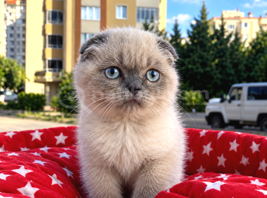 Scottish Fold Yavru