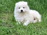 KARTOPU Safkan SAMOYED Yavrusu