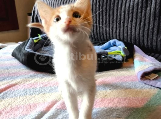 Sıcakkanlı Ve Insancıl Bebek Kediler görsel