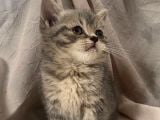 Özel Renk Top Kafa Tabby Yavrumuz