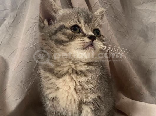 Özel Renk Top Kafa Tabby Yavrumuz