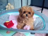 Toy Poodle Sevi̇mli̇ Yavrular Ev Üreti̇mi̇