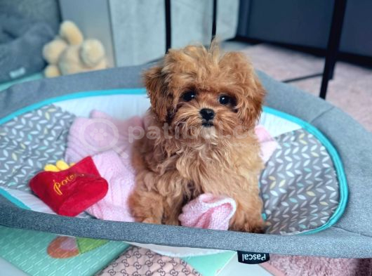 Toy Poodle Sevi̇mli̇ Yavrular Ev Üreti̇mi̇