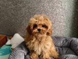Toy Poodle Sevi̇mli̇ Yavrular Ev Üreti̇mi̇